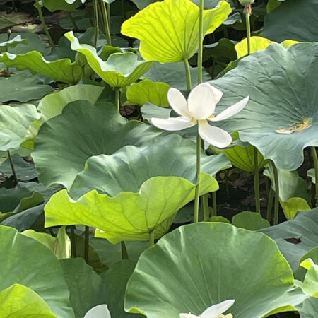 手彩大判古写真【鎌倉鶴岡八幡宮／蓮池より望む鶴岡八幡宮】両面貼合せ　1枚　■検風俗文化風景関東鶏卵紙内田九一下岡蓮杖上野彦馬ベア 鎌倉鶴岡八幡宮 蓮池と蓮の作品 | あなただけのオリジナルの世界を一